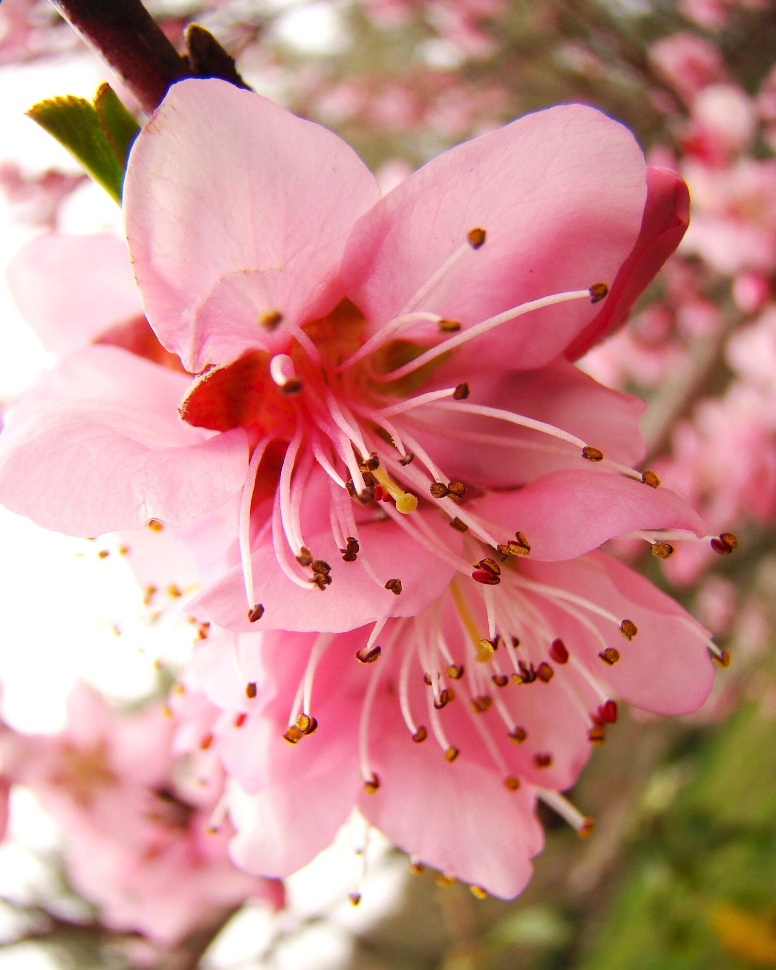 Sony Cyber-shot DSC-H50 sample photo. Peach blossom, spring, b photography