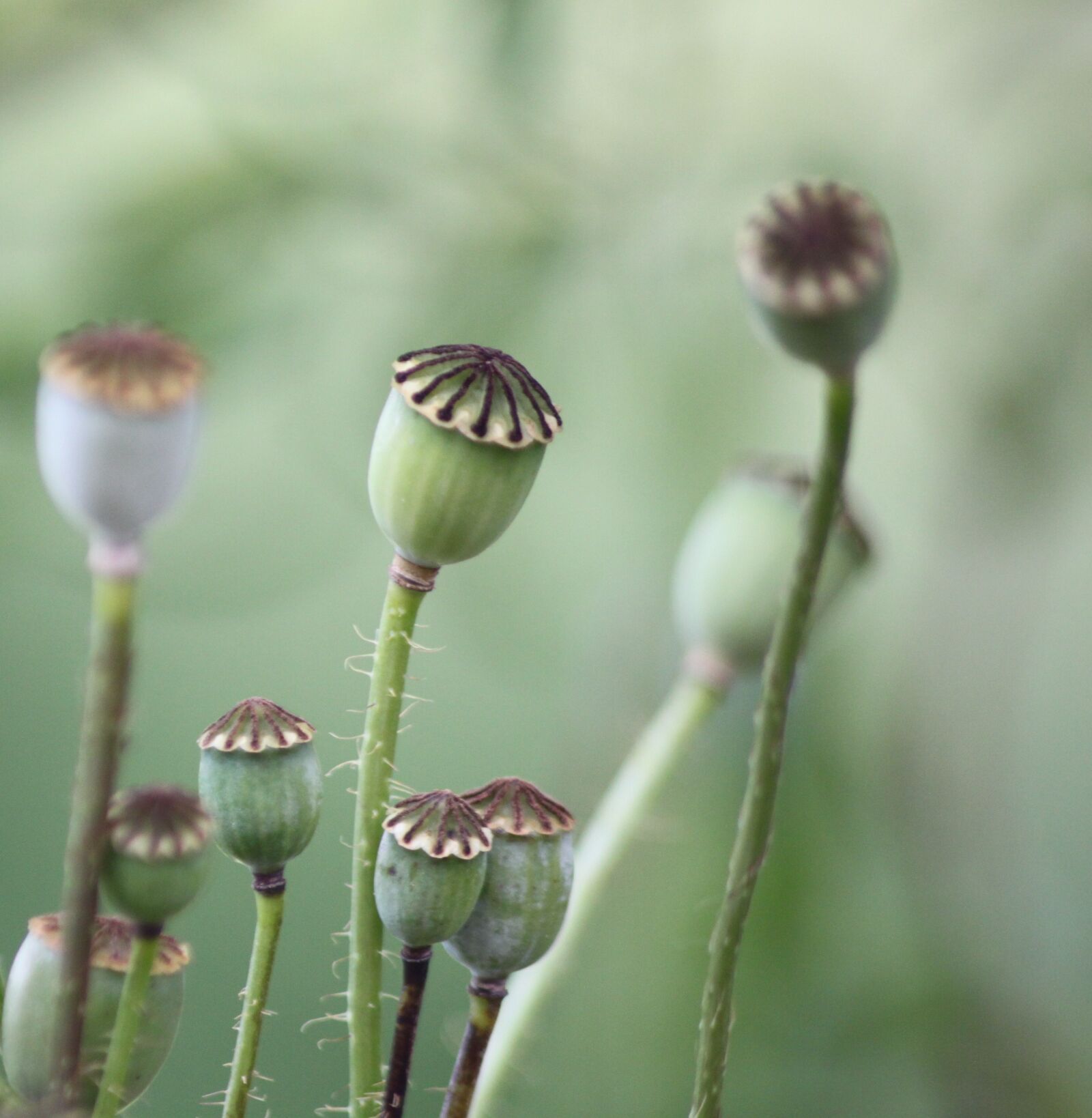 Canon EOS 500D (EOS Rebel T1i / EOS Kiss X3) sample photo. Poppy, poppies, nature photography