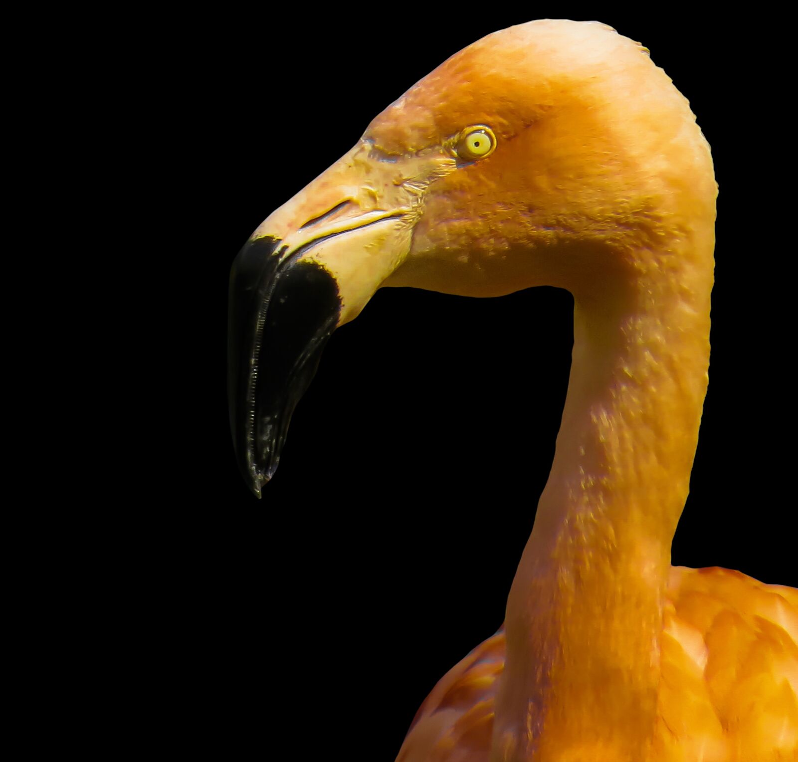 Canon PowerShot SX50 HS sample photo. Animals, bird, flamingo photography