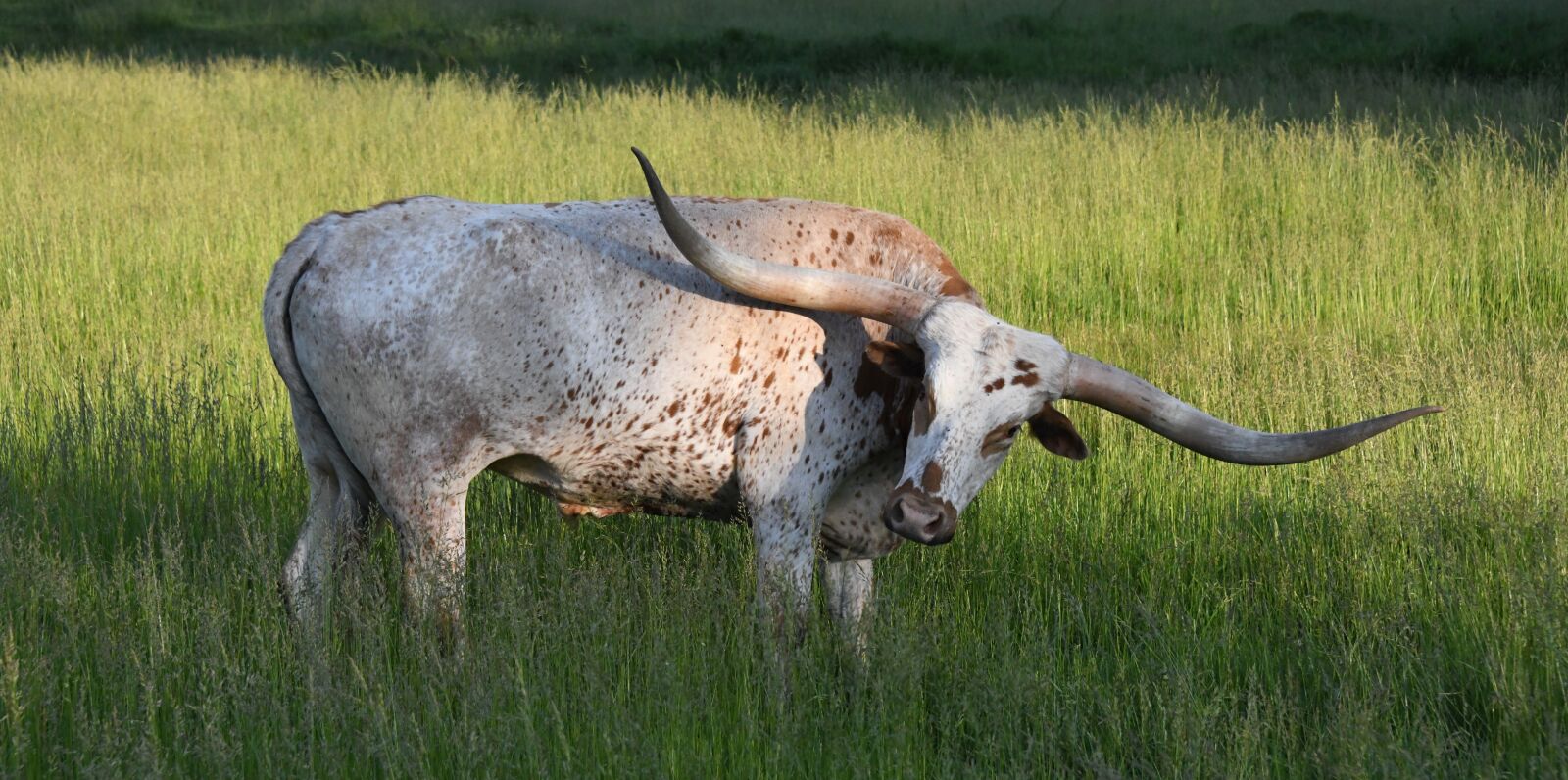 Nikon D850 sample photo. Longhorn, texas, cattle photography