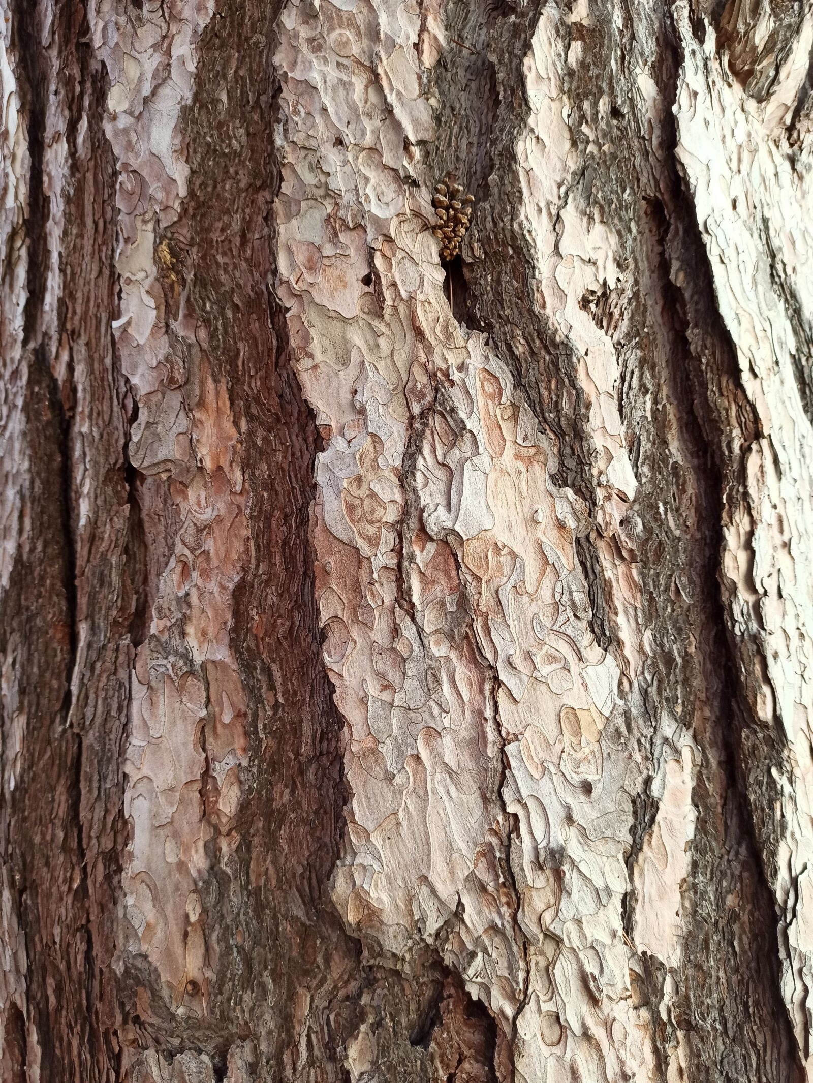 Xiaomi Redmi Note 8 Pro sample photo. Pine, tree, nature photography