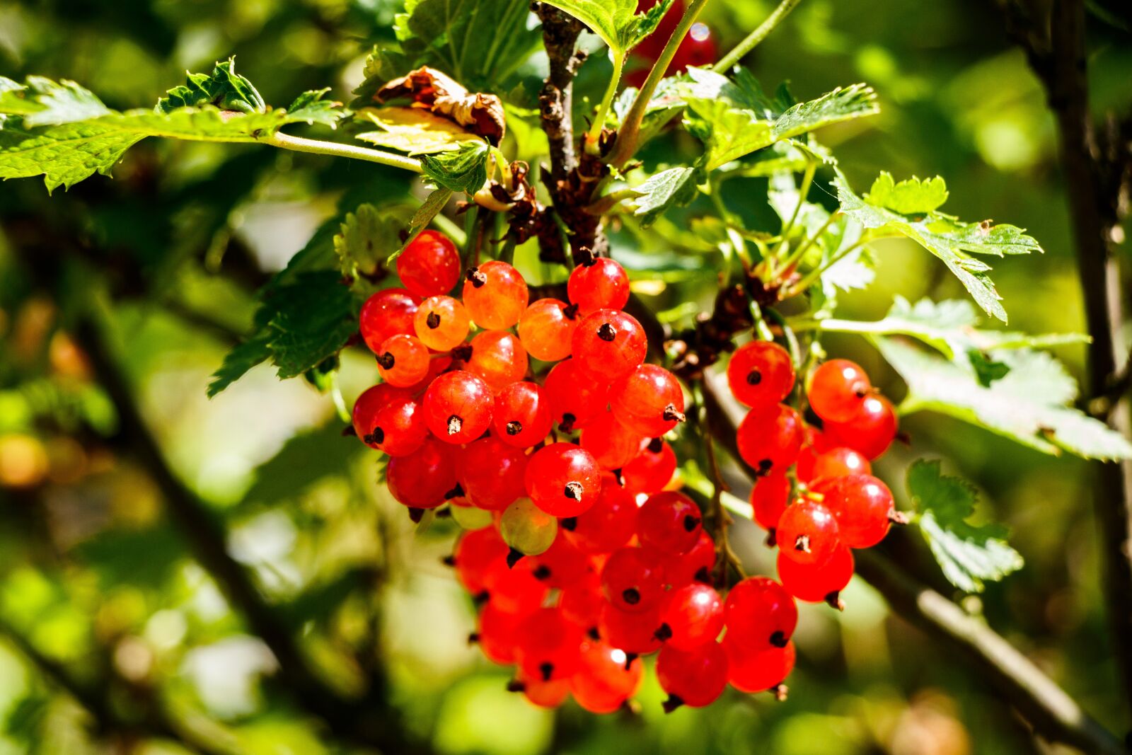Canon EF-S 18-135mm F3.5-5.6 IS USM sample photo. Red currant, berry, fruit photography