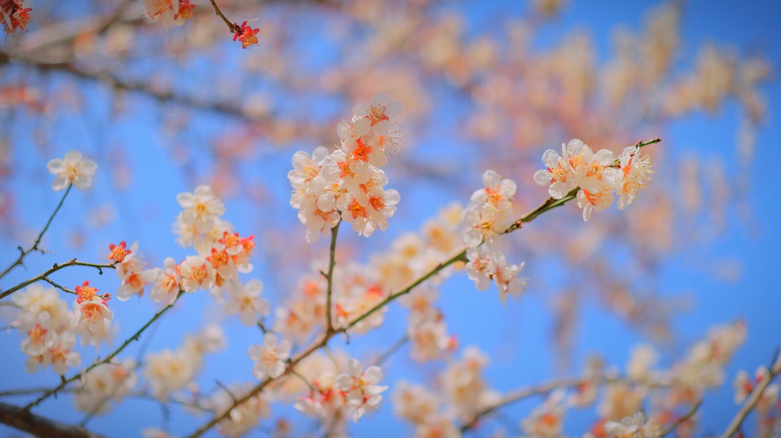 Canon EOS M50 (EOS Kiss M) sample photo. Cherry blossom, cherryblossom, sakura photography