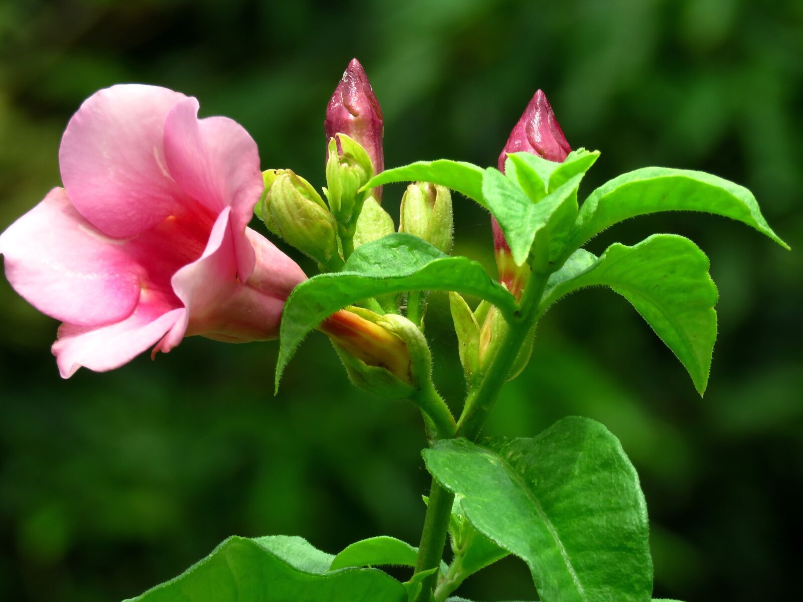 Canon PowerShot SX60 HS sample photo. Flower, pink, fresh photography