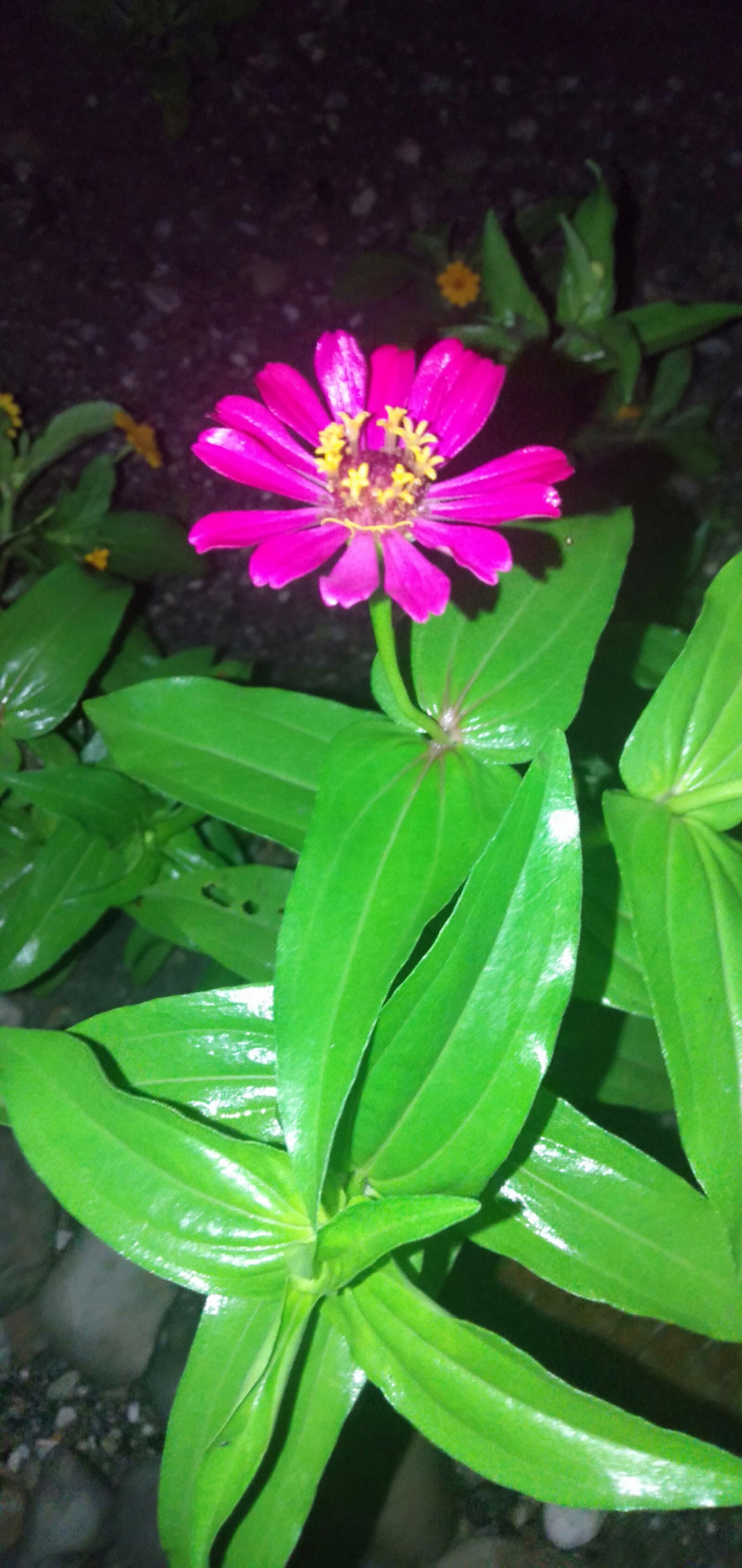 OPPO A3S sample photo. Night, flower, seed photography