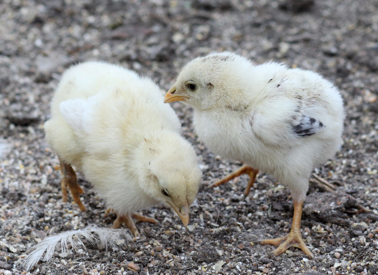 Canon EOS 700D (EOS Rebel T5i / EOS Kiss X7i) + Canon EF 85mm F1.8 USM sample photo. Chicken, toddler, fluffy photography