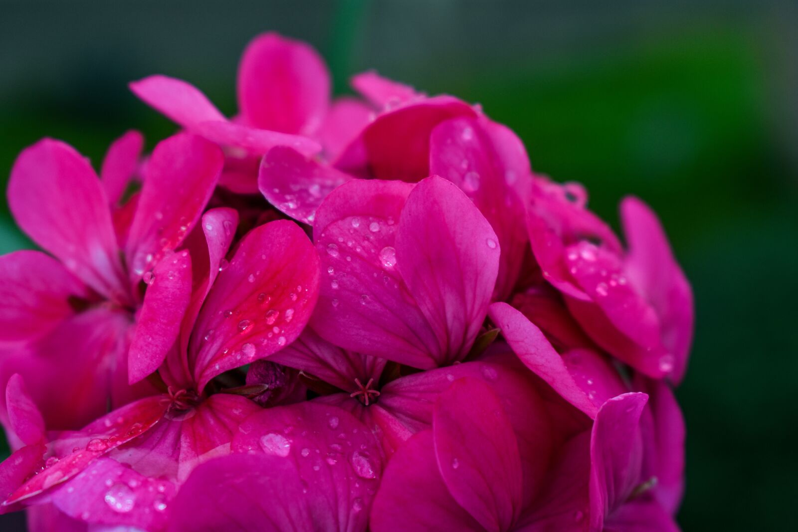 Nikon D3400 sample photo. Flower with water drops photography