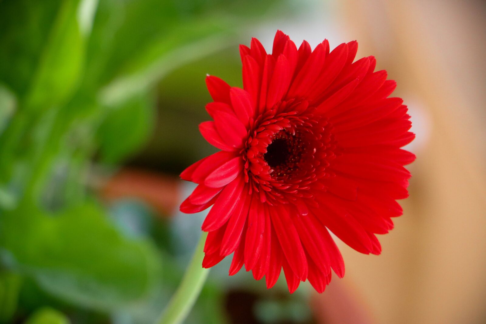 Canon EOS 750D (EOS Rebel T6i / EOS Kiss X8i) sample photo. Nature, flora, flower photography
