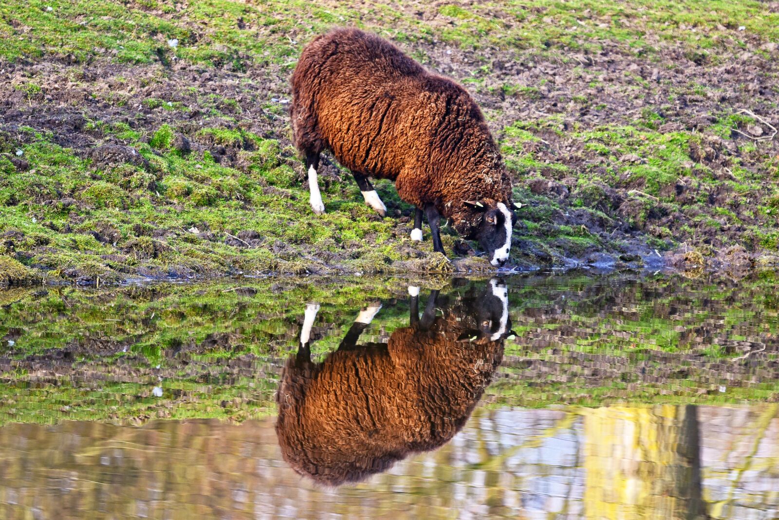 Nikon D750 sample photo. Sheep, animal, mammal photography