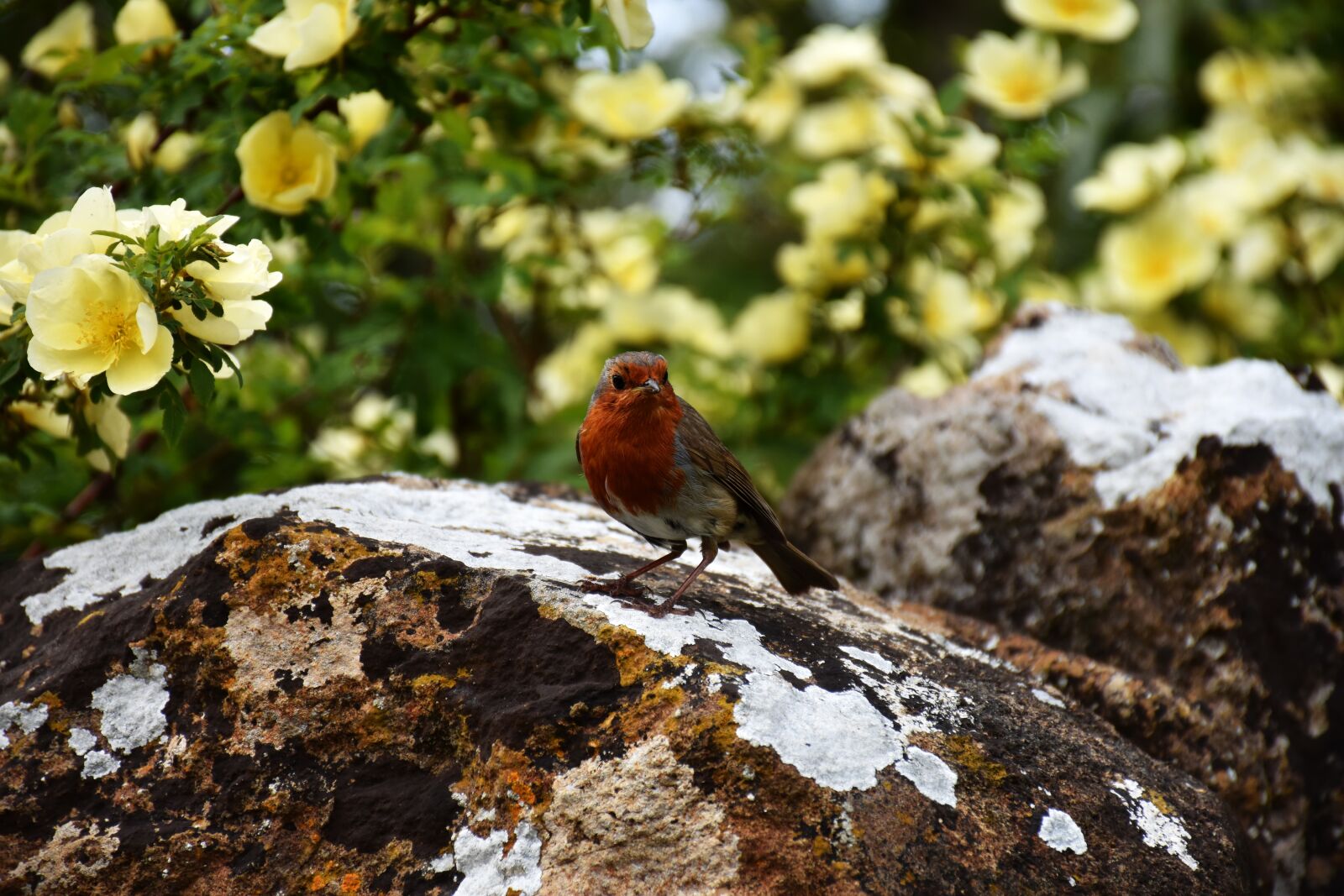 Nikon D7200 sample photo. Robin, redbreast, bird photography