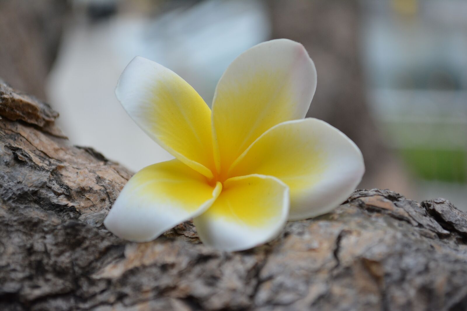 Nikon D5200 sample photo. Flower, thailand, nature photography