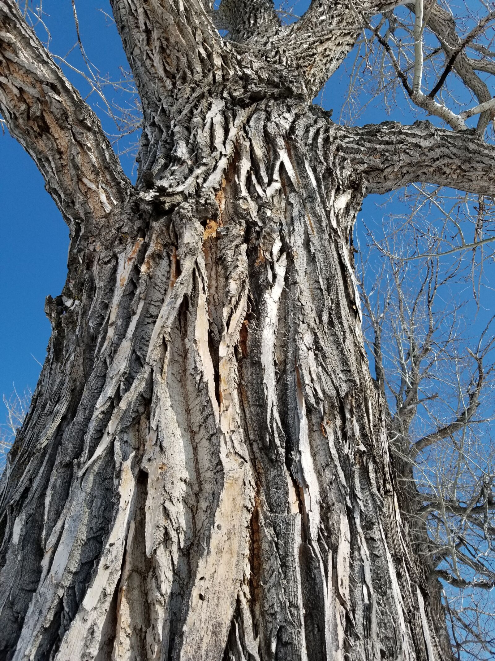 Samsung Galaxy S8 sample photo. Tree, bark, trunk photography