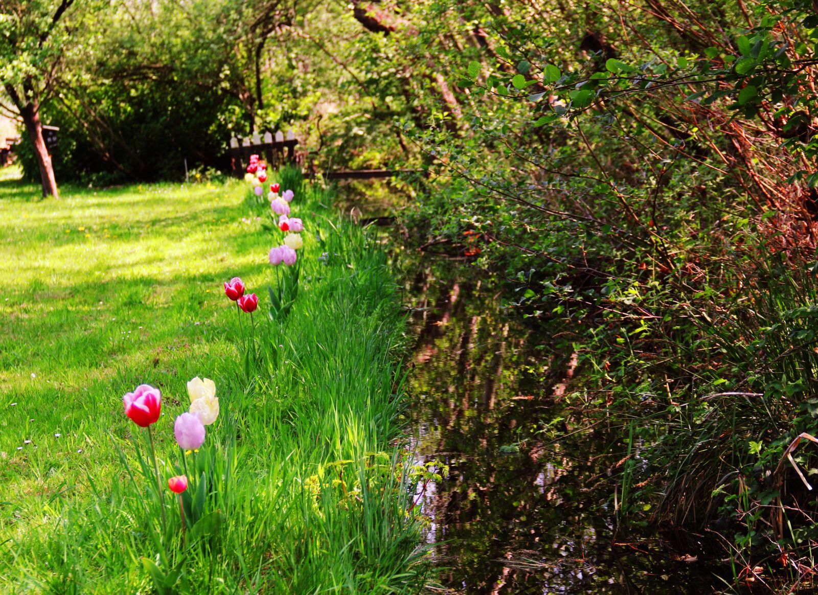 Canon EOS 60D sample photo. Tulips, nature, spring photography