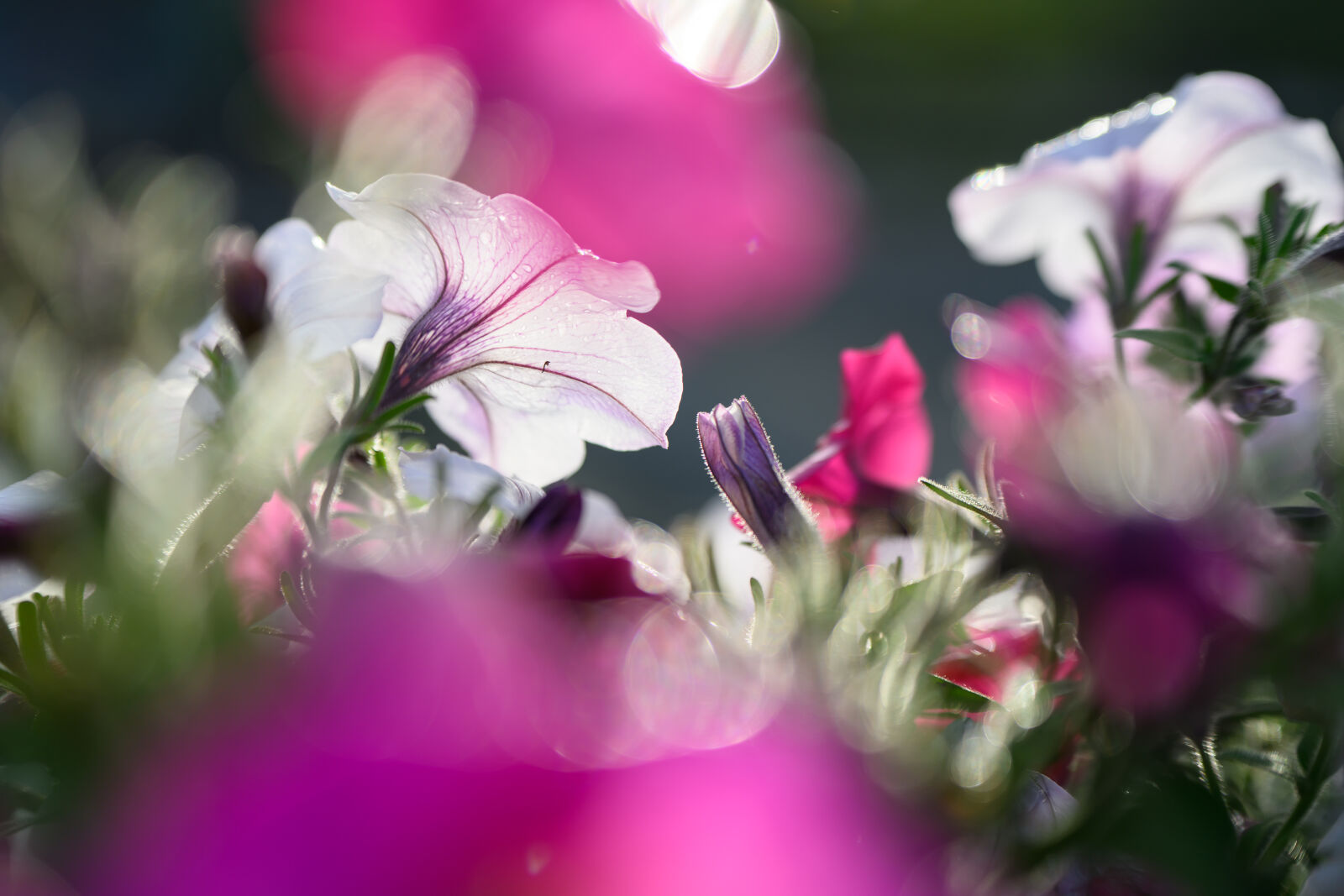 Nikon Z8 sample photo. Flower bokeh photography