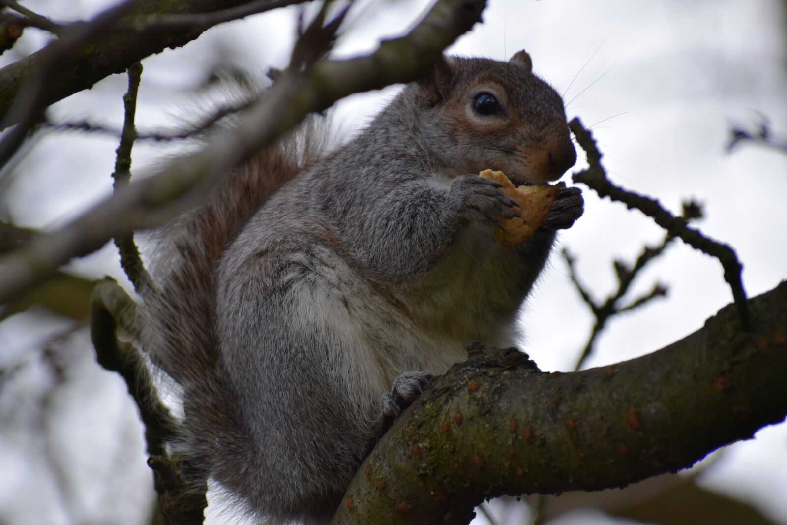 Nikon D3300 sample photo. Grey squirrel, tree, wildlife photography