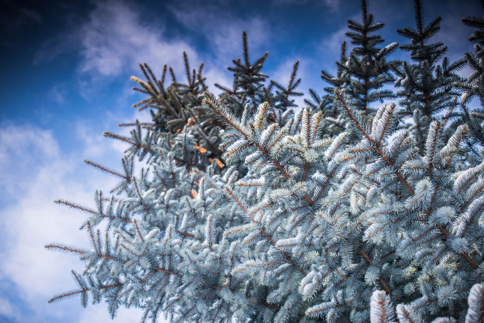 Nikon D3300 sample photo. Winter, leann, tree photography