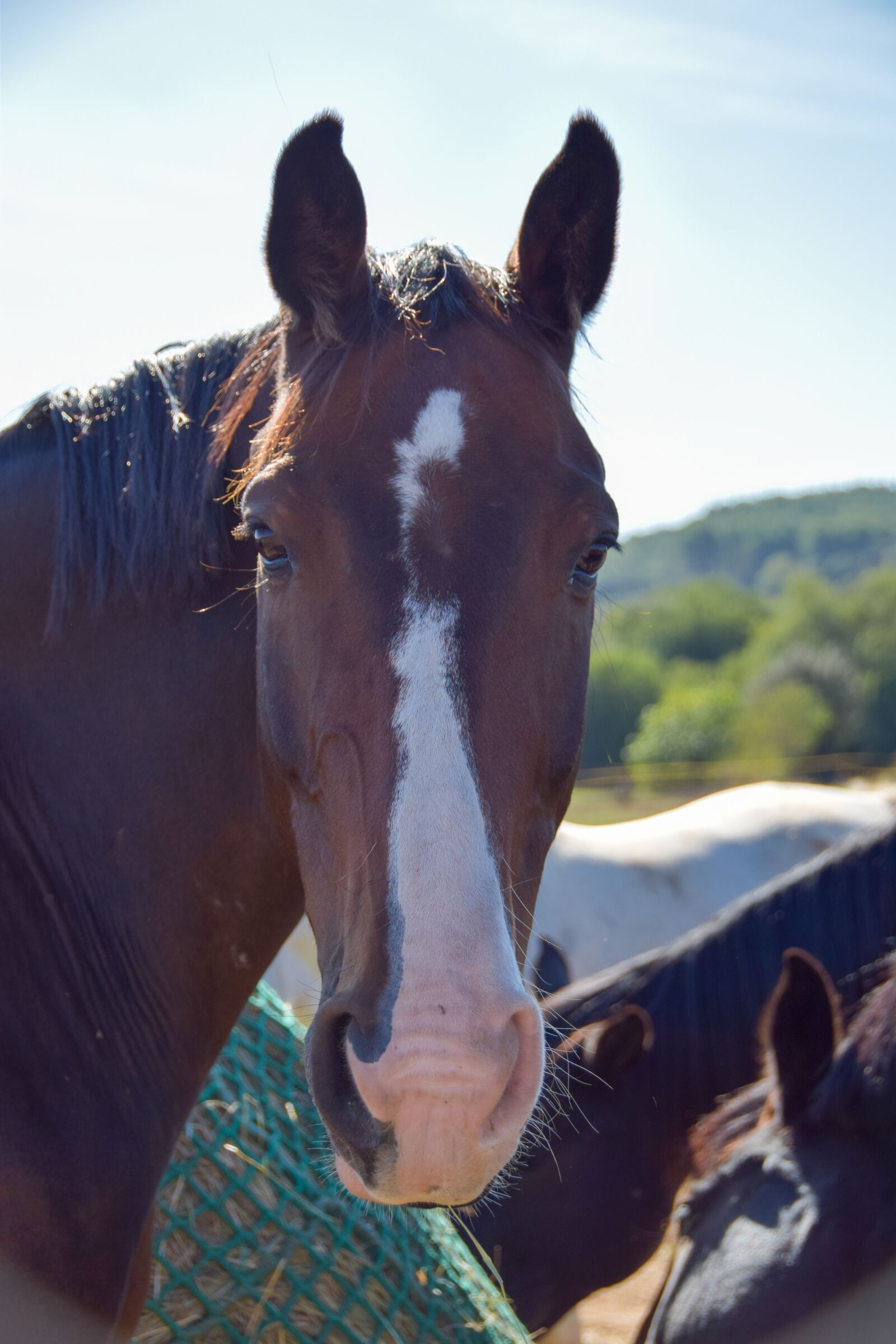 Nikon D5300 sample photo. Horse, horses, equine photography