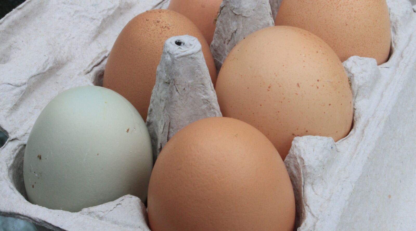 Canon EOS 500D (EOS Rebel T1i / EOS Kiss X3) sample photo. Eggs, fresh, farm photography