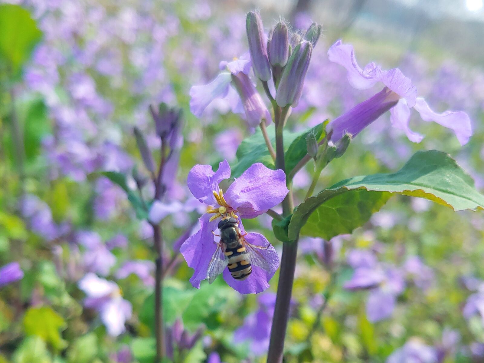 LG G7 THINQ sample photo. Clean rapeseed, insects, bee photography
