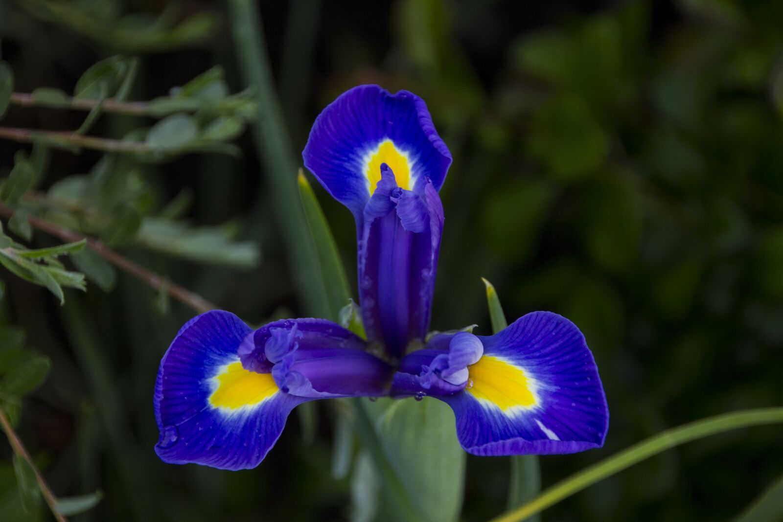 Canon EOS 60D sample photo. Iris, flower, plant photography