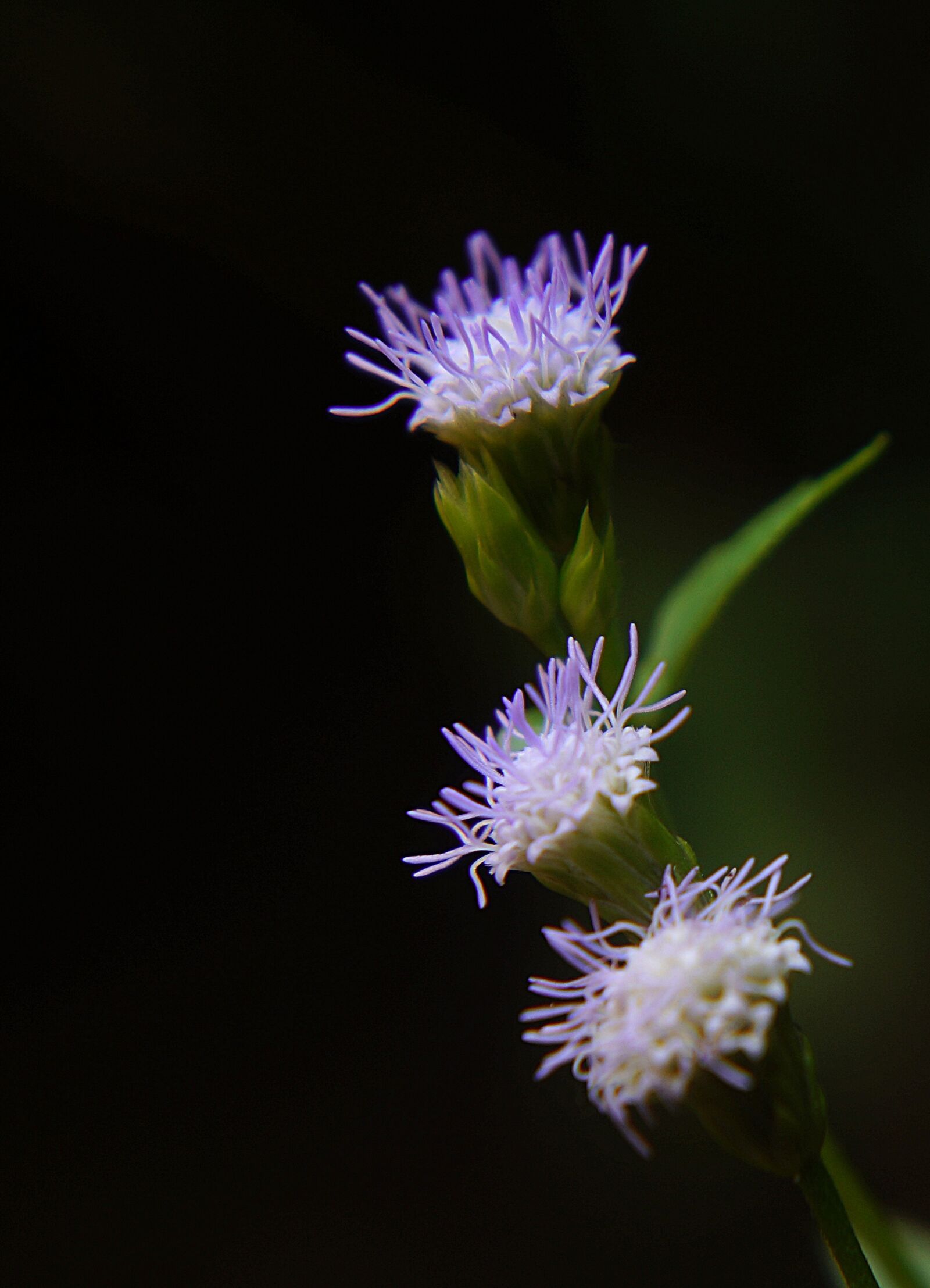 Sony Alpha NEX-F3 + Sony E 18-55mm F3.5-5.6 OSS sample photo. Wildflowers, purple flowers, grass photography