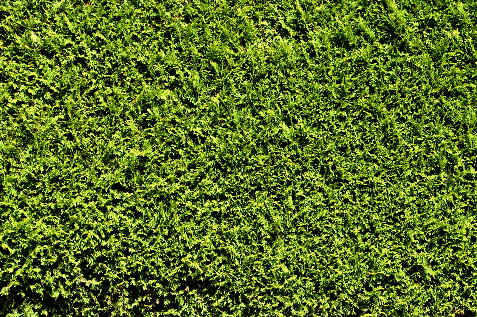 Nikon D3200 sample photo. Hedge, thuja, green photography