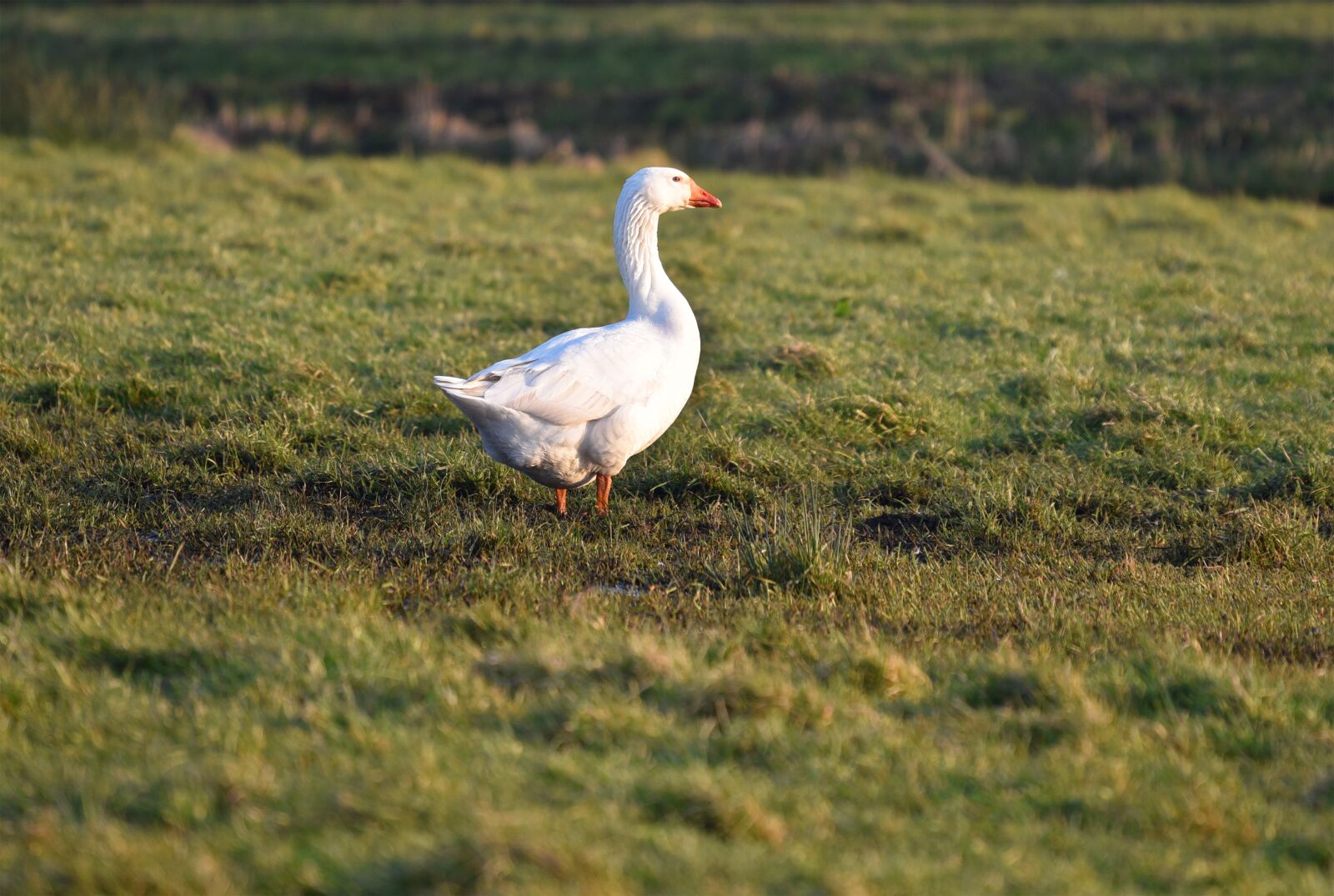 Nikon D750 sample photo. Goose, bird, fowl photography