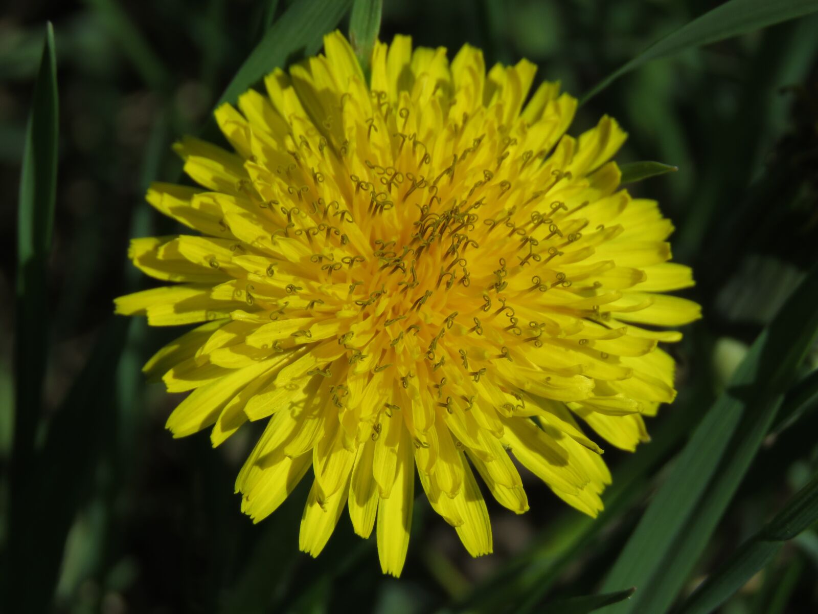 Canon PowerShot SX60 HS sample photo. Dandelion, blossom, bloom photography