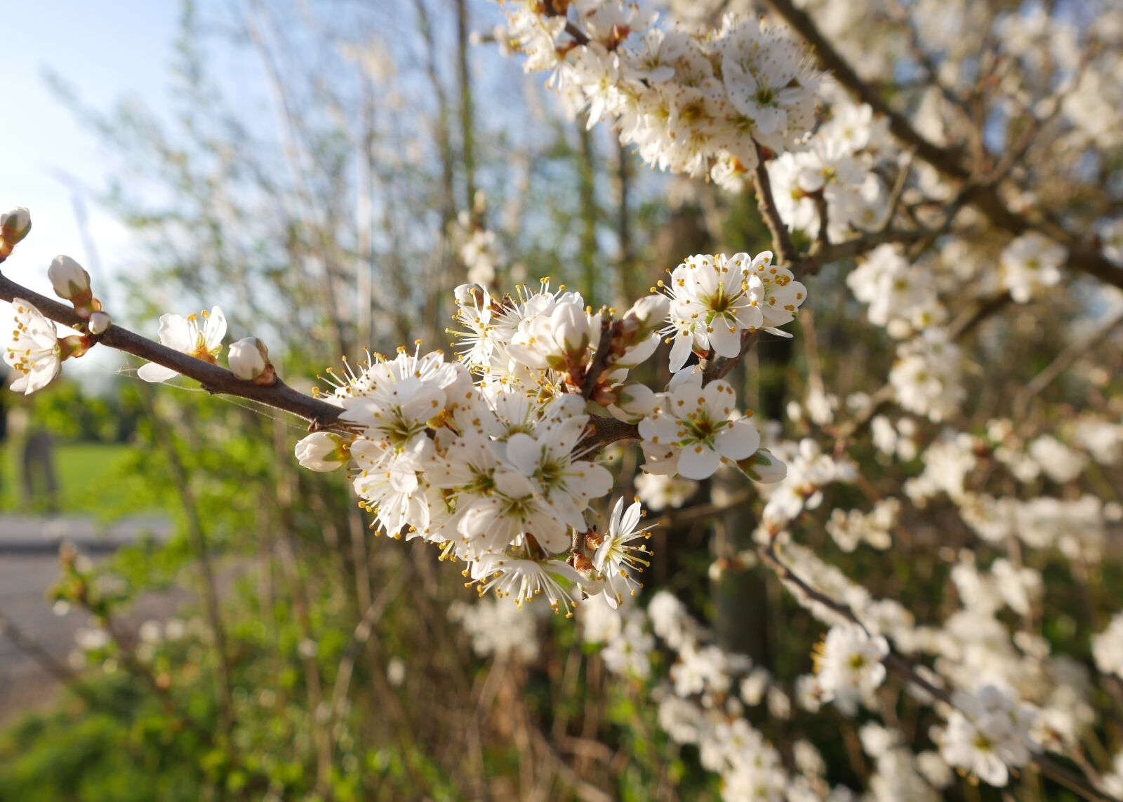 Panasonic DMC-G70 sample photo. Blossom, bloom, branch photography