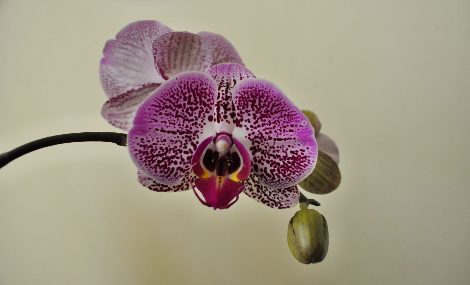 Nikon D5000 sample photo. Nature, flower, plant photography