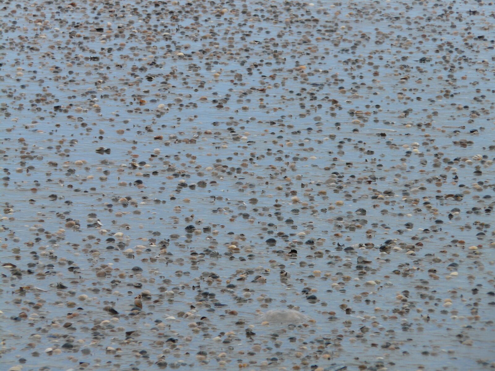 Panasonic DMC-FZ18 sample photo. Beach, sand, mussels photography