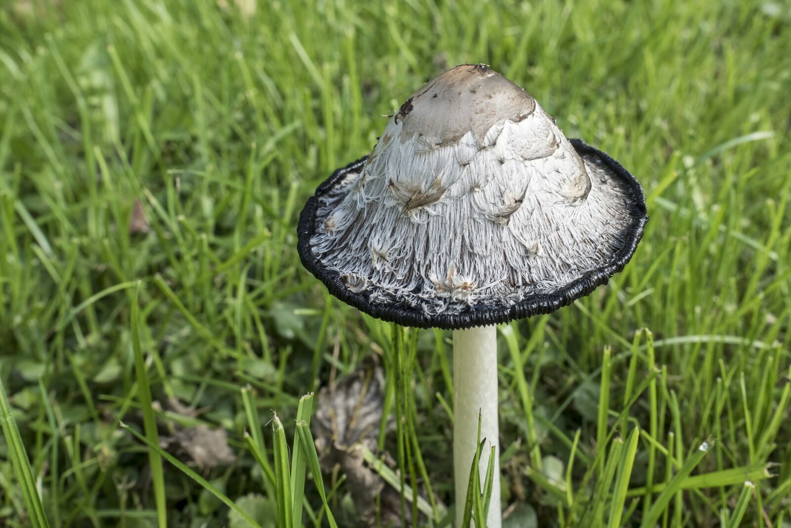 Olympus OM-D E-M5 II + Olympus M.Zuiko Digital ED 12-40mm F2.8 Pro sample photo. Schopf comatus, coprinus comatus photography