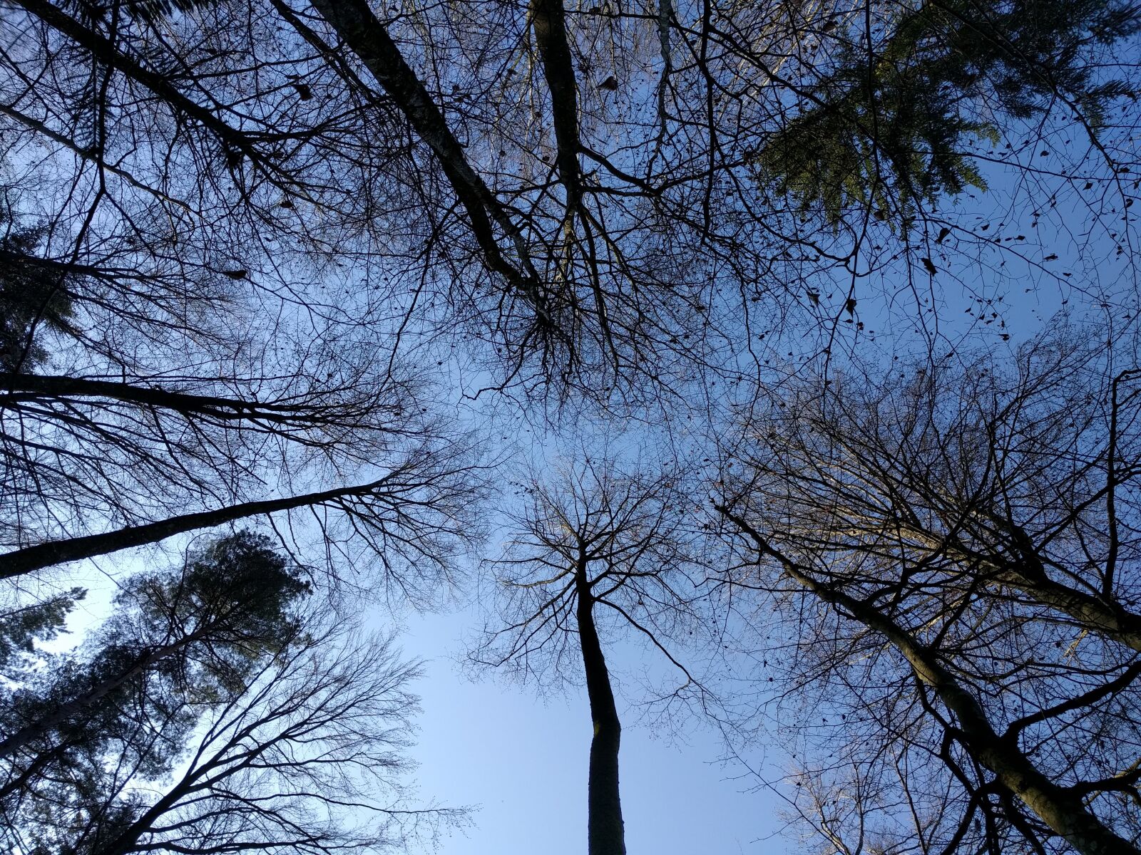 LG Nexus 5X sample photo. Forest, trees, sky photography