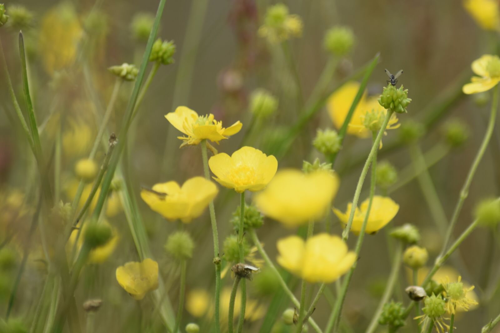 Nikon D3300 sample photo. Nature, pointed flower, meadow photography