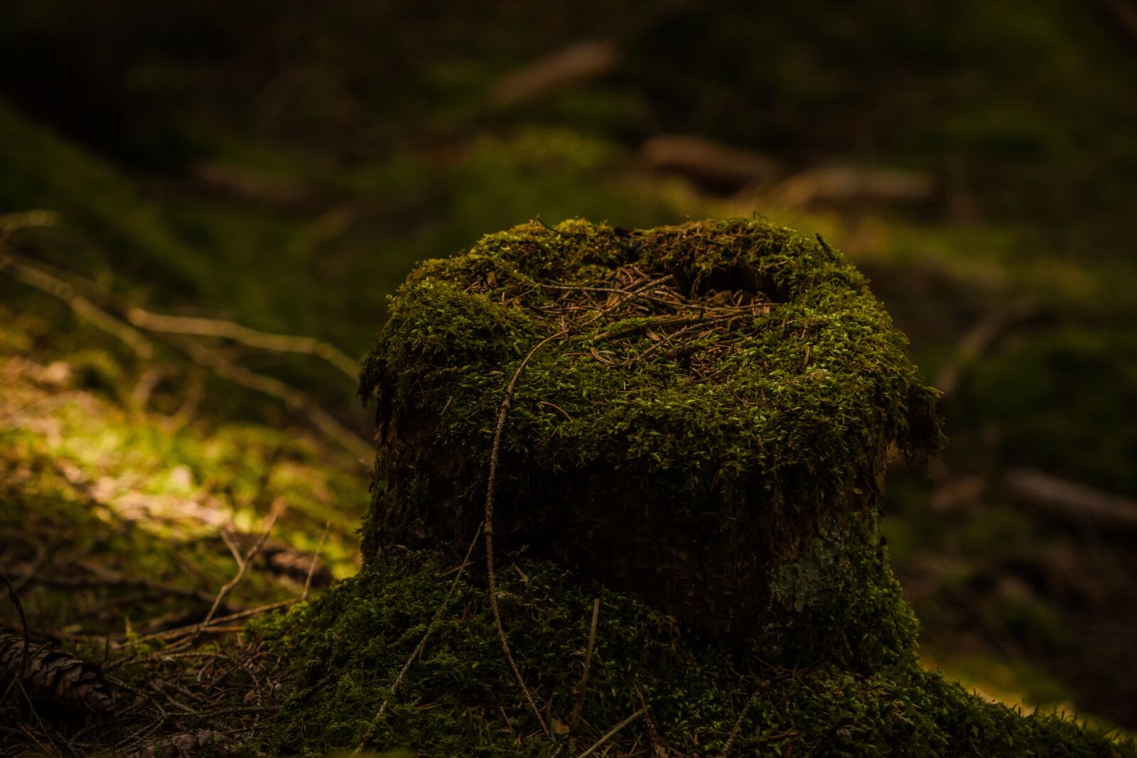 Canon EF 70-200mm F2.8L USM sample photo. Stump, moss, forest photography