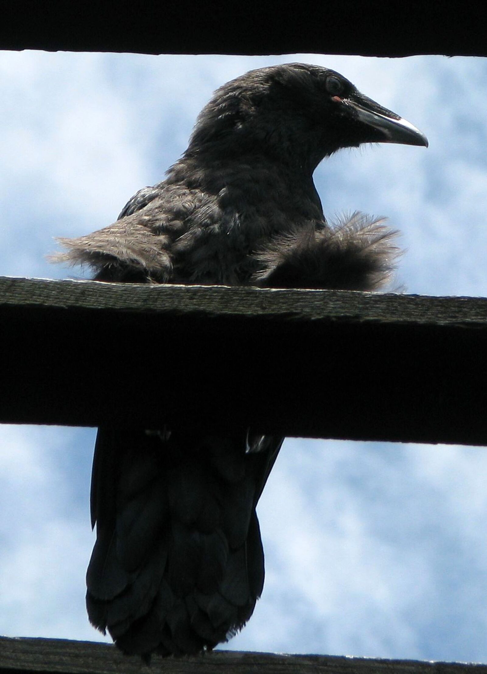 Canon POWERSHOT S5 IS sample photo. Common raven, northern raven photography