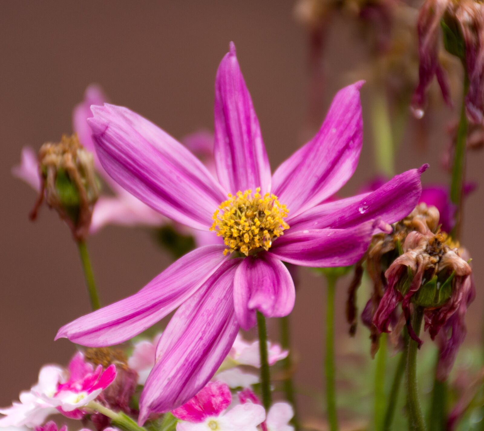 Nikon D7200 sample photo. Scmuckblume, flower, purple photography