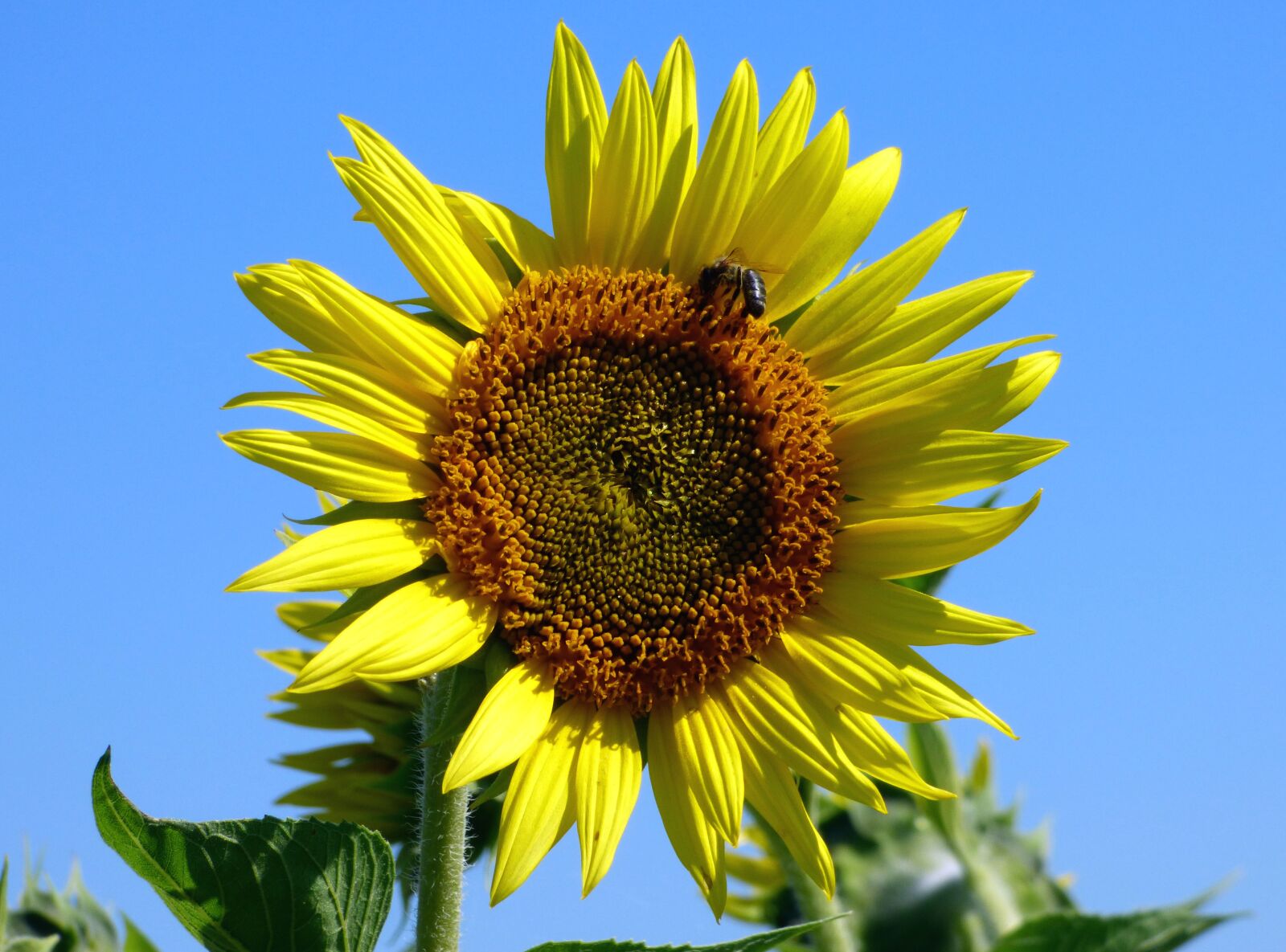 Panasonic DMC-FZ72 sample photo. Flower, sunflower, yellow photography