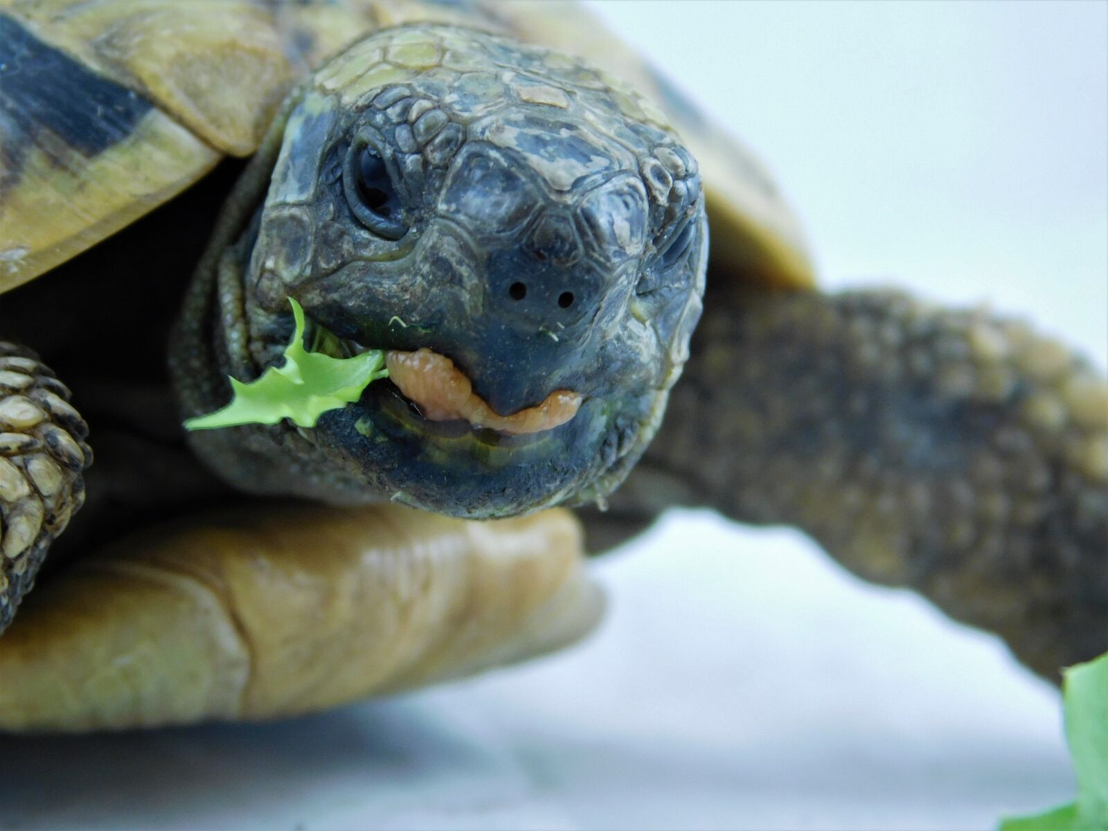 Nikon Coolpix L840 sample photo. Turtle, greek tortoise, lizard photography