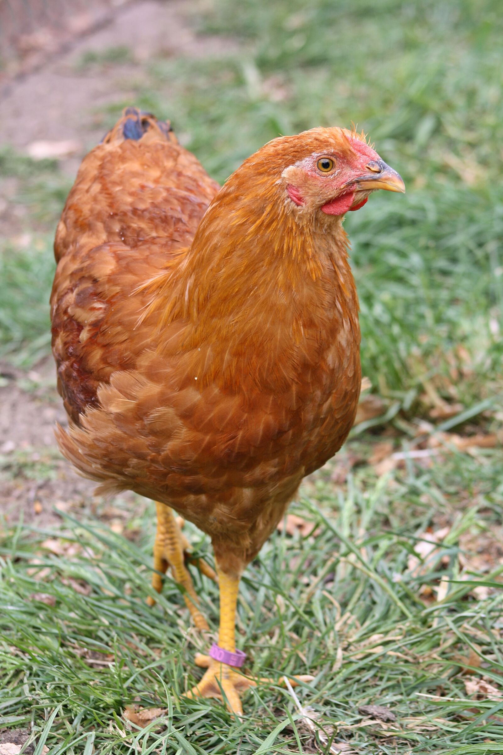Canon EOS 1000D (EOS Digital Rebel XS / EOS Kiss F) sample photo. Hahn, young, chicken photography