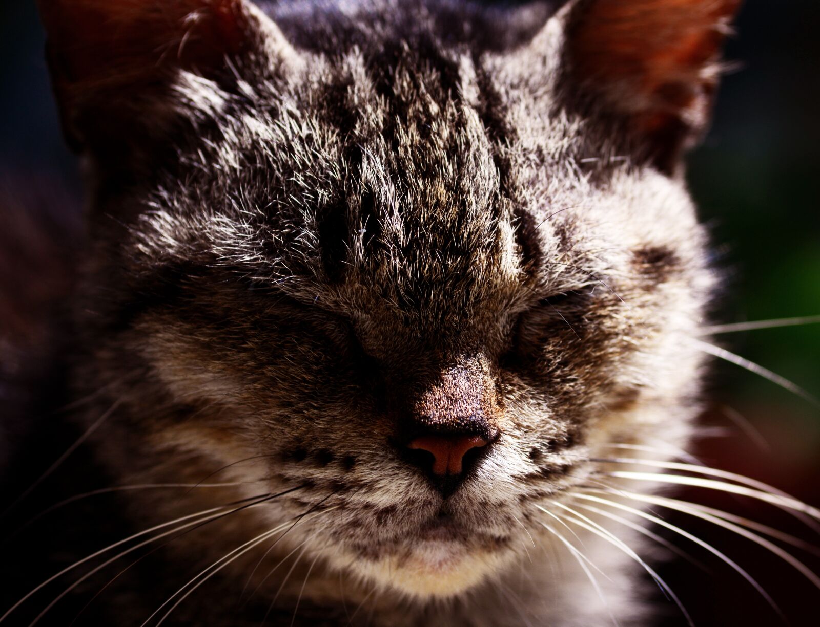 Nikon D5200 sample photo. Cat, stray, animal photography