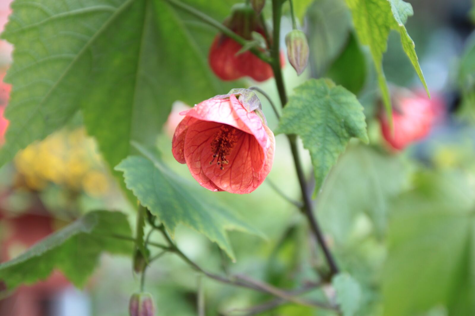 Canon EOS 500D (EOS Rebel T1i / EOS Kiss X3) sample photo. Flower, green, blossom photography
