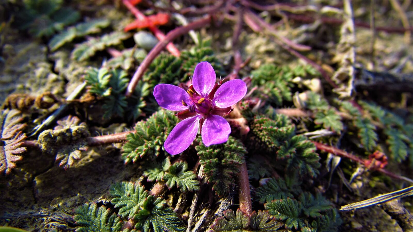 Canon PowerShot SX510 HS sample photo. Nature, plant, flower photography