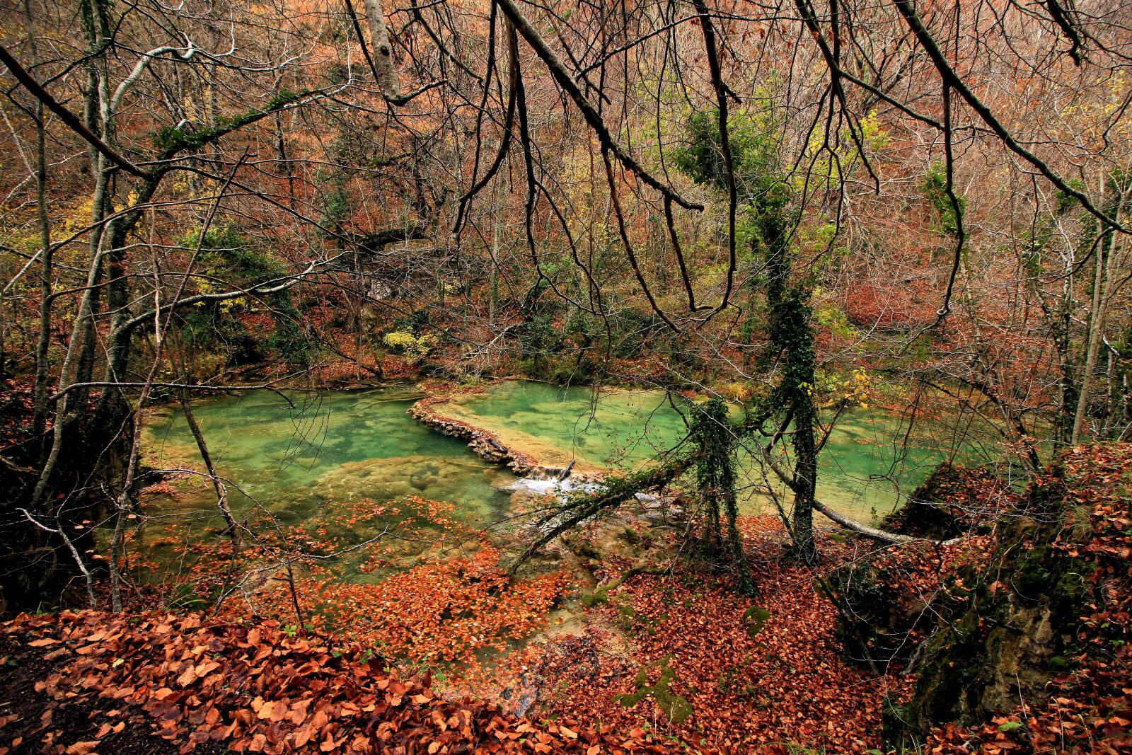 Canon EOS 60D sample photo. Nature, tree, wood photography
