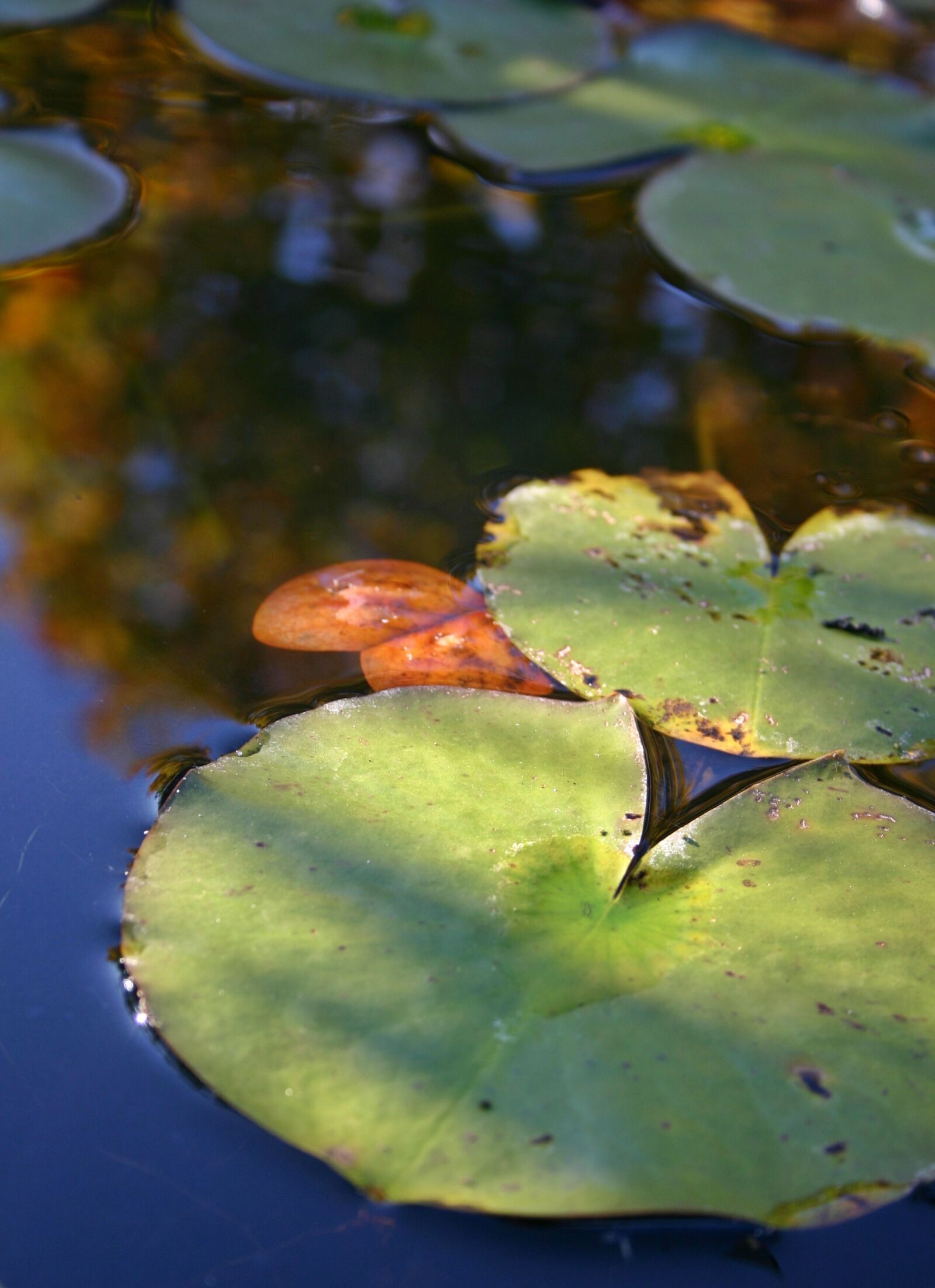 Canon EOS 300D (EOS Digital Rebel / EOS Kiss Digital) sample photo. Lily pad, lily pond photography
