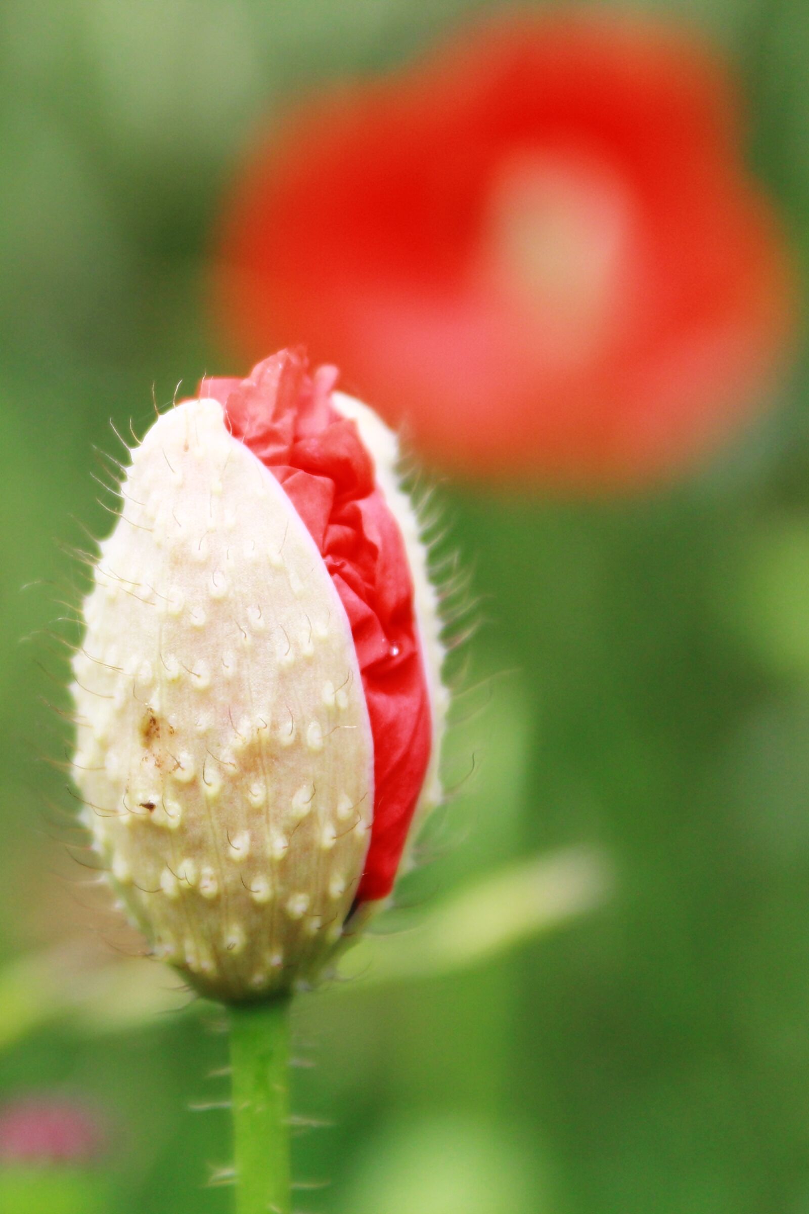 Canon EOS 1200D (EOS Rebel T5 / EOS Kiss X70 / EOS Hi) sample photo. Poppy, poppy flower, red photography
