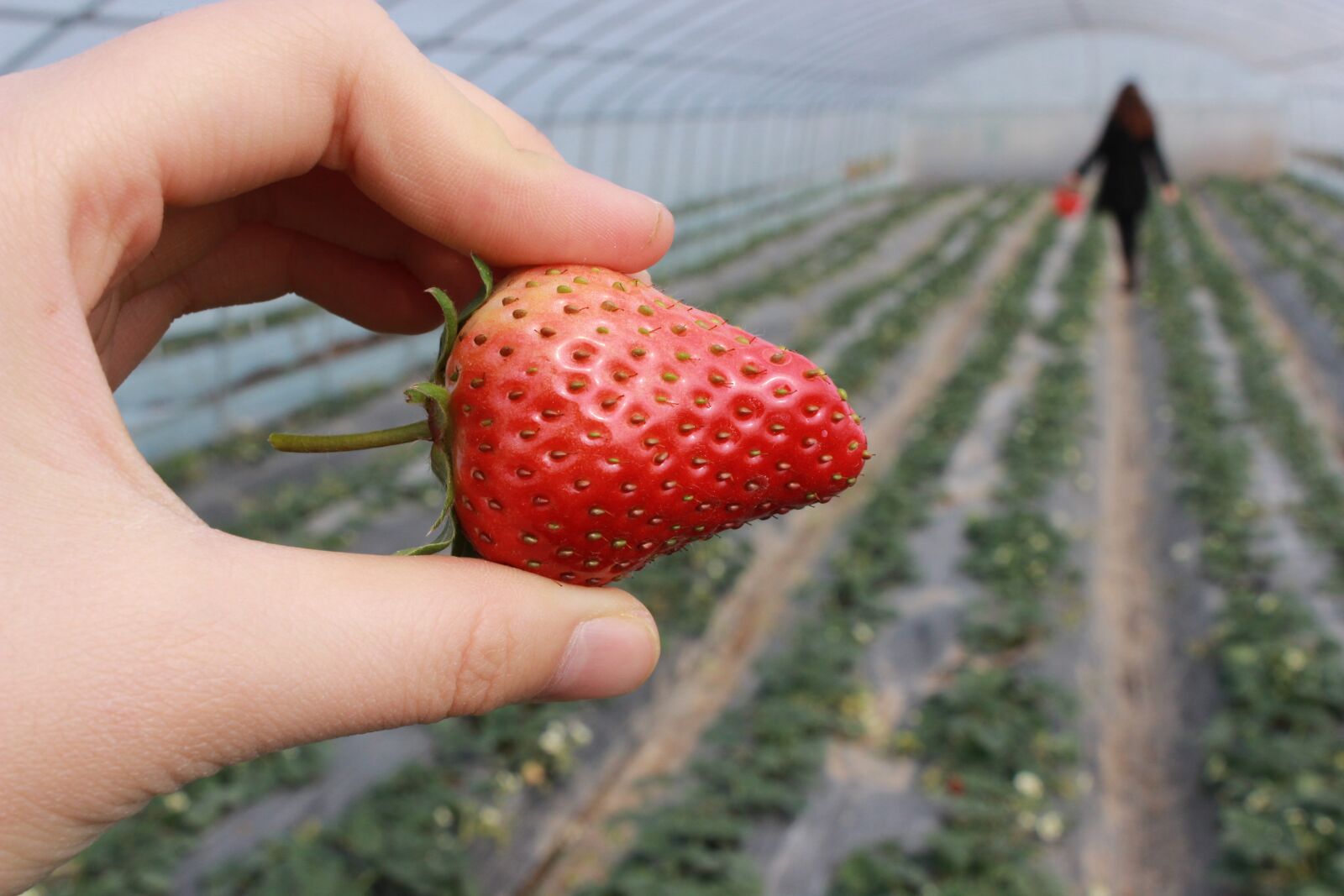 Canon EOS 600D (Rebel EOS T3i / EOS Kiss X5) sample photo. Strawberry, hand, strawberry greenhouse photography