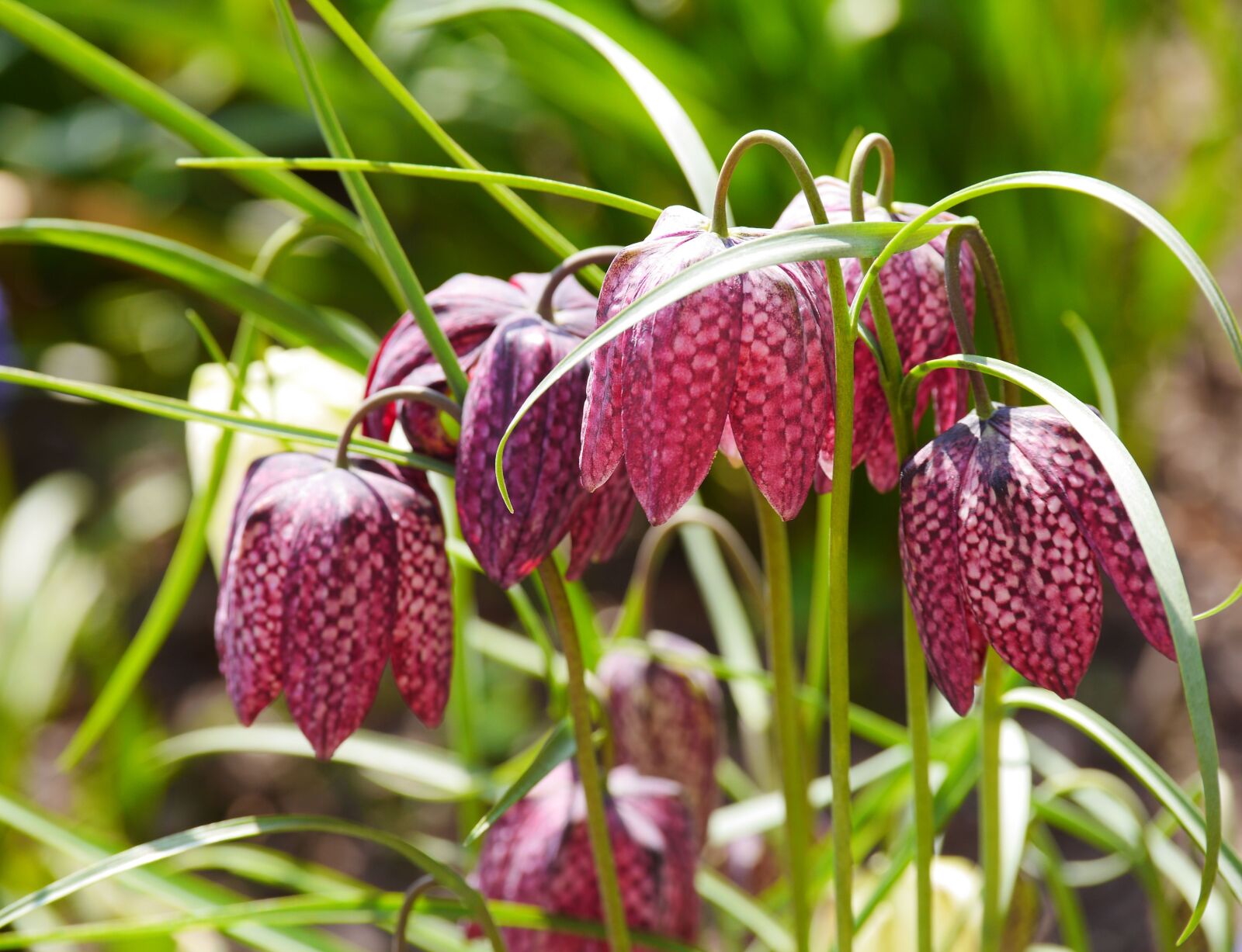 Panasonic Lumix DMC-GH3 sample photo. Chequered, early bloomer, april photography