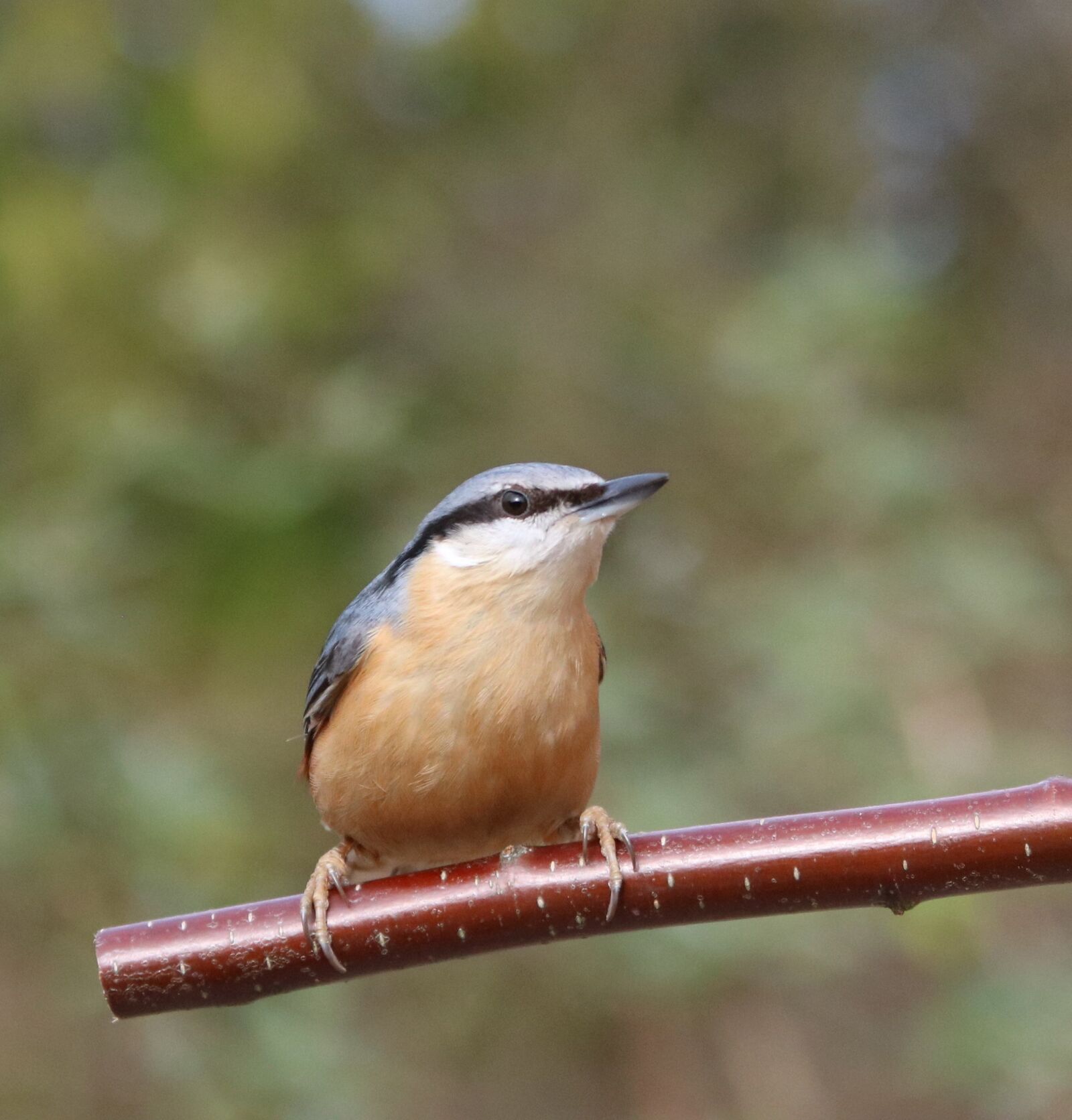 Canon EOS 750D (EOS Rebel T6i / EOS Kiss X8i) + Canon EF 28-135mm F3.5-5.6 IS USM sample photo. Nuthatch, garden bird, sitta photography