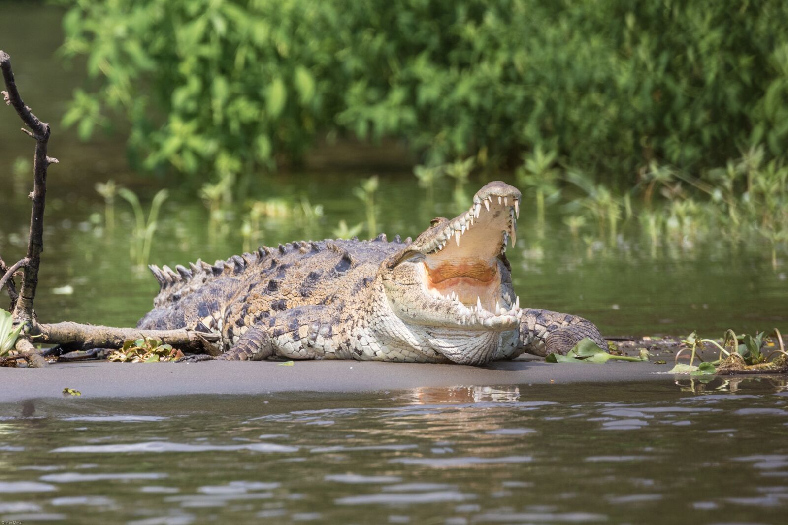 Canon EOS 7D Mark II sample photo. Crocodile, reptile, dangerous photography